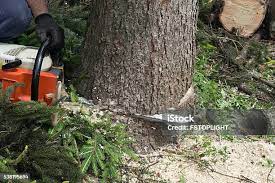 Best Hedge Trimming  in Mission, TX