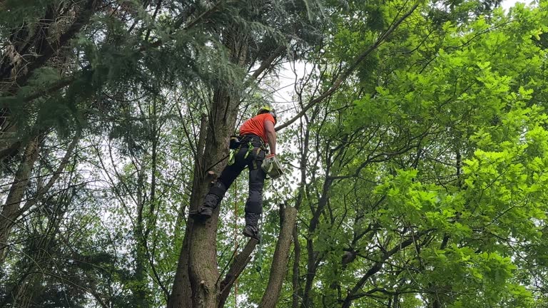 Seasonal Cleanup (Spring/Fall) in Mission, TX